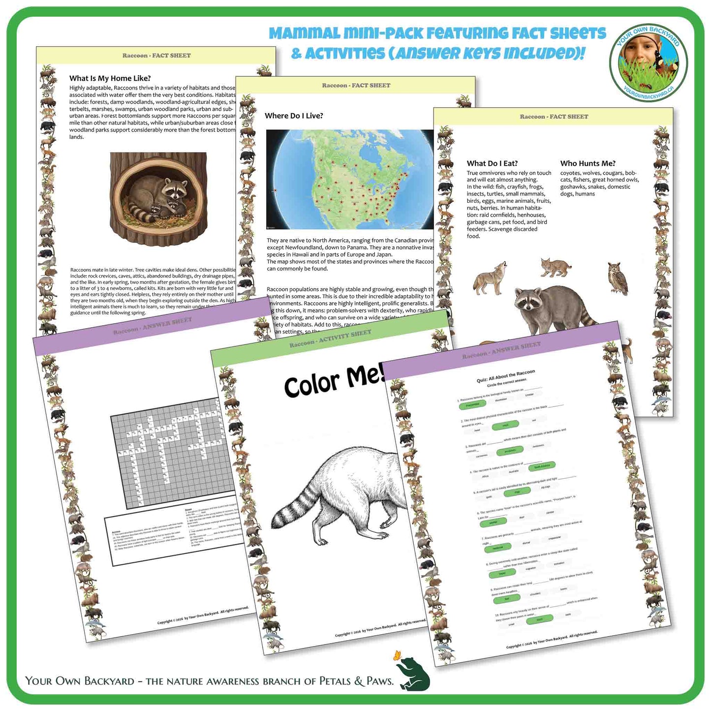 Educational materials featuring a raccoon theme with fact sheets and activities on a white background.