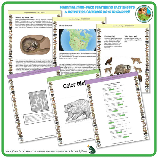 Internal pages of, 'All About Mammals - the American Badger' downloadable PDF product, an elementary-level unit by Your Own Backyard | Petals & Paws. Pages include natural history fact sheets and various printable worksheets.