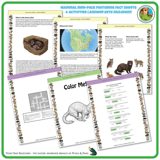 Internal pages of, 'All About Mammals - the American Mink' downloadable PDF product, an elementary-level unit by Your Own Backyard | Petals & Paws. Pages include natural history fact sheets and various printable worksheets.