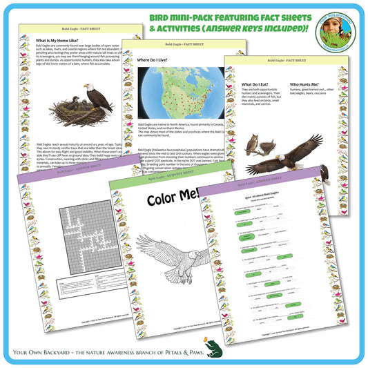 Internal pages of, 'All About Birds - the Bald Eagle' downloadable PDF product, an elementary-level unit by Your Own Backyard | Petals & Paws. Pages include natural history fact sheets and various printable worksheets.