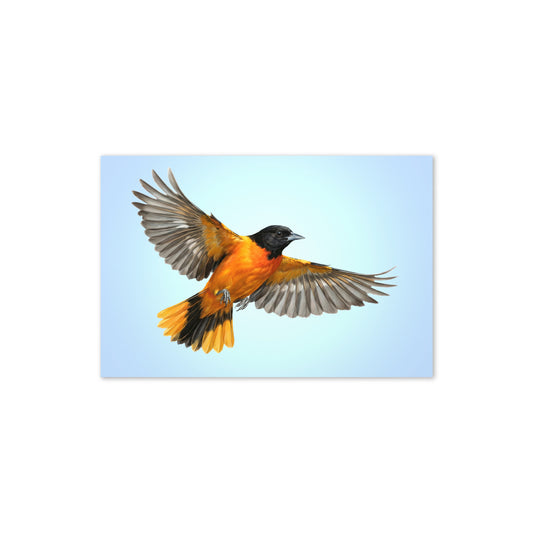 Product mockup flat-lay of Baltimore Oriole Greeting Card, with a realistic flying oriole against a clear blue sky.