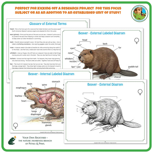 "Perfect for" text at the top to help teachers with how-to-use. Your Own Backyard logo in the top right corner. Sample pages of glossary and label key and non-labeled diagrams. "Your Own Backyard - The Nature Awareness Branch of Petals & Paws" in the bottom left corner.