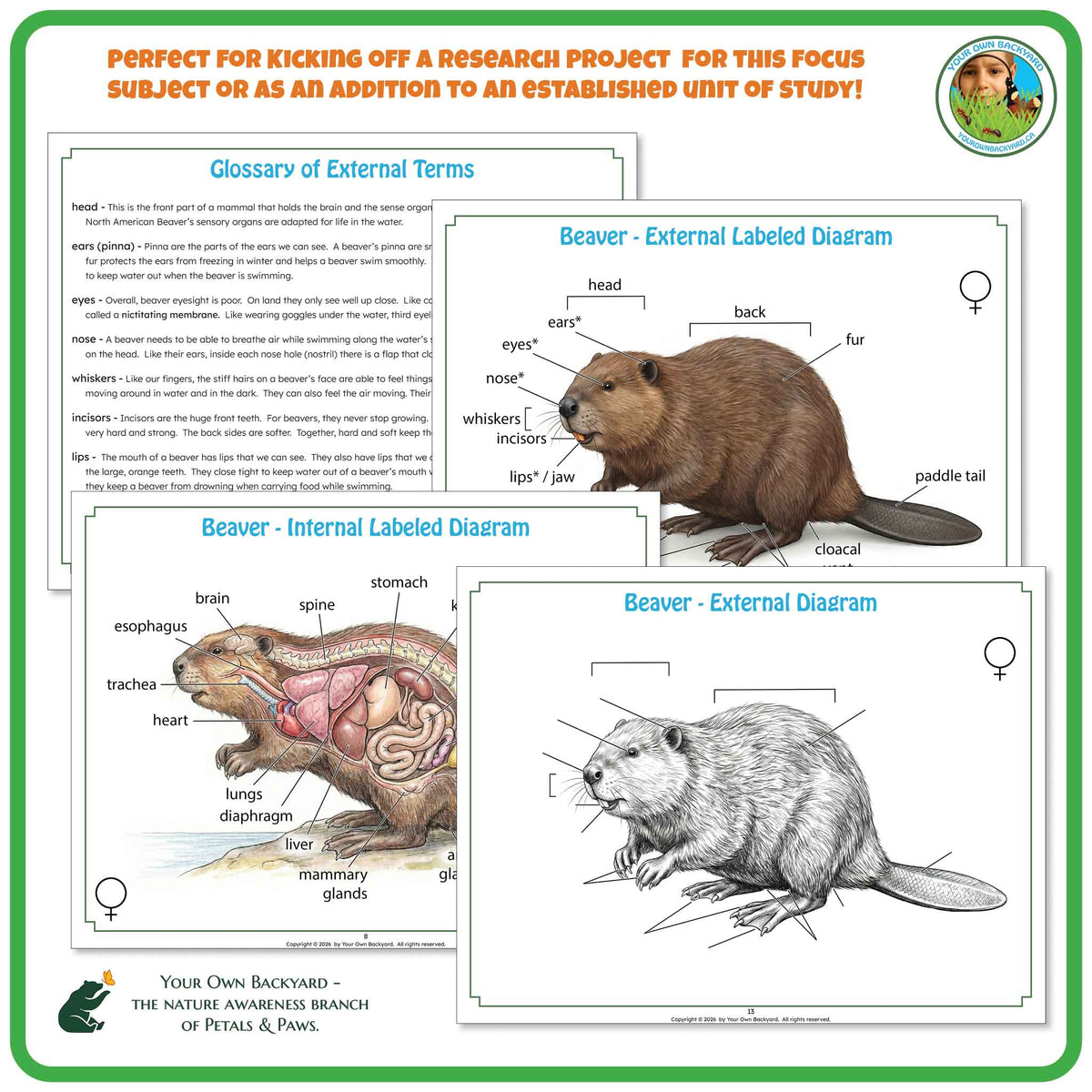 "Perfect for" text at the top to help teachers with how-to-use. Your Own Backyard logo in the top right corner. Sample pages of glossary and label key and non-labeled diagrams. "Your Own Backyard - The Nature Awareness Branch of Petals & Paws" in the bottom left corner.