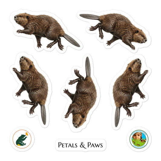 Product mockup of a sheet of five 2.5" wide Beaver kiss-cut stickers. This sheet features five realistic, illustrated beaver stickers, along with Petals & Paws and Your Own Backyard logo stickers.