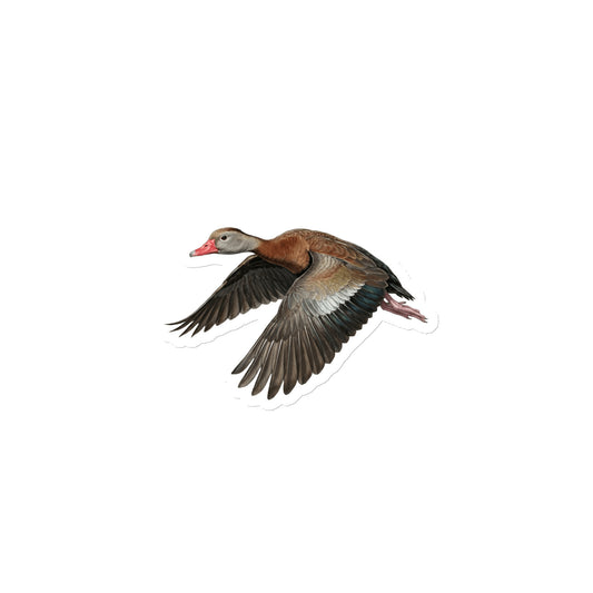 Product mockup of 4" Black-bellied Whistling Duck Die-cut Magnet, featuring a cut-to-form, realistic flying duck die-cut magnet.