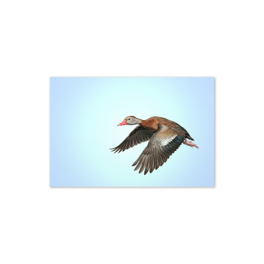 Product mockup flat-lay of Black-bellied Whistling Duck Greeting Card, with a realistic flying duck against a clear blue sky.