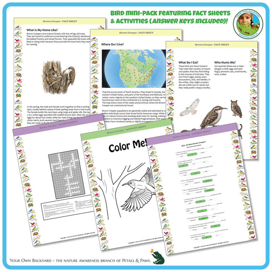 Internal pages of, 'All About Birds - the Brown Creeper' downloadable PDF product, an elementary-level unit by Your Own Backyard | Petals & Paws. Pages include natural history fact sheets and various printable worksheets.