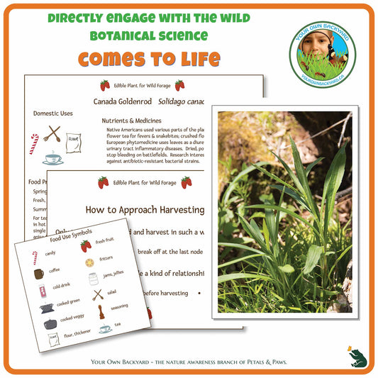 Internal pages of Canada Goldenrod Wild Edibles Guide to demonstrate the educational value of this pdf download and printable product. Includes a photograph of the real plant.
