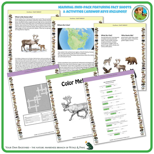 Internal pages of, 'All About Mammals - the Caribou' downloadable PDF product, an elementary-level unit by Your Own Backyard | Petals & Paws. Pages include natural history fact sheets and various printable worksheets.