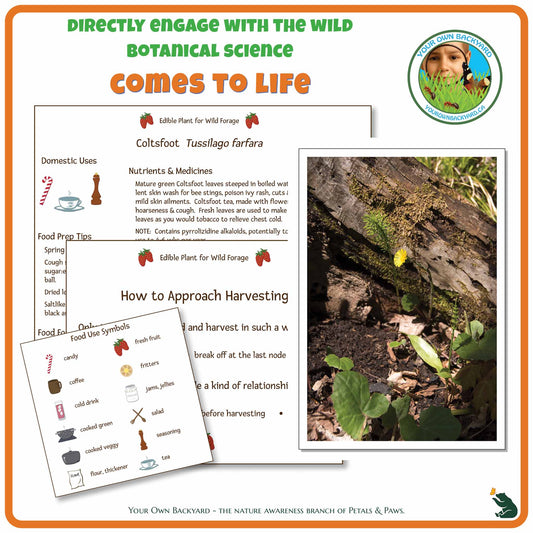 Internal pages of Colt's Foot Wild Edibles Guide to demonstrate the educational value of this pdf download and printable product. Includes a photograph of the real plant.