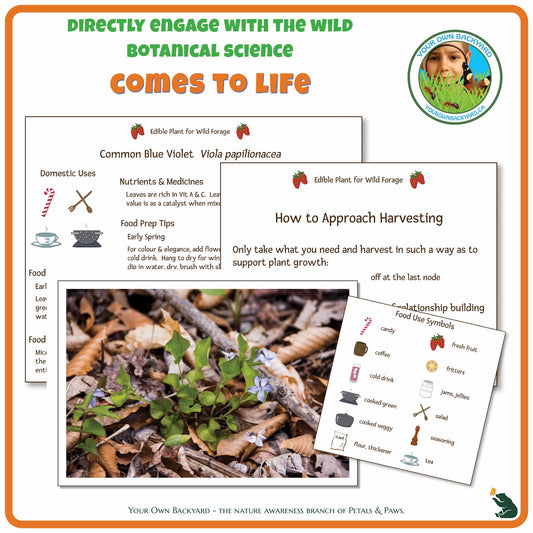 Internal pages of Common Blue Violet Wild Edibles Guide to demonstrate the educational value of this pdf download and printable product. Includes a photograph of the real plant.