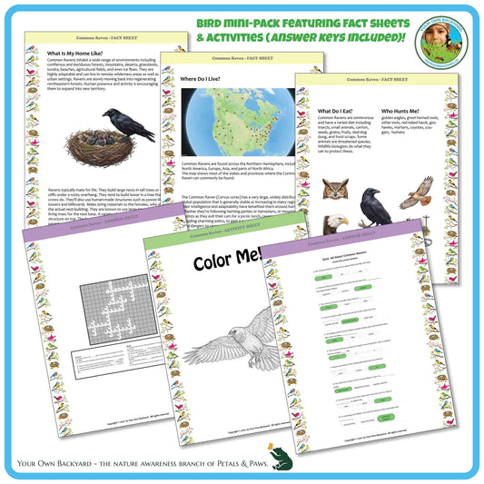 Internal pages of, 'All About Birds - the Common Raven' downloadable PDF product, an elementary-level unit by Your Own Backyard | Petals & Paws. Pages include natural history fact sheets and various printable worksheets.