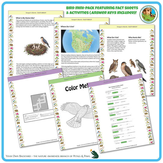 Internal pages of, 'All About Birds - the Cooper's Hawk' downloadable PDF product, an elementary-level unit by Your Own Backyard | Petals & Paws. Pages include natural history fact sheets and various printable worksheets.