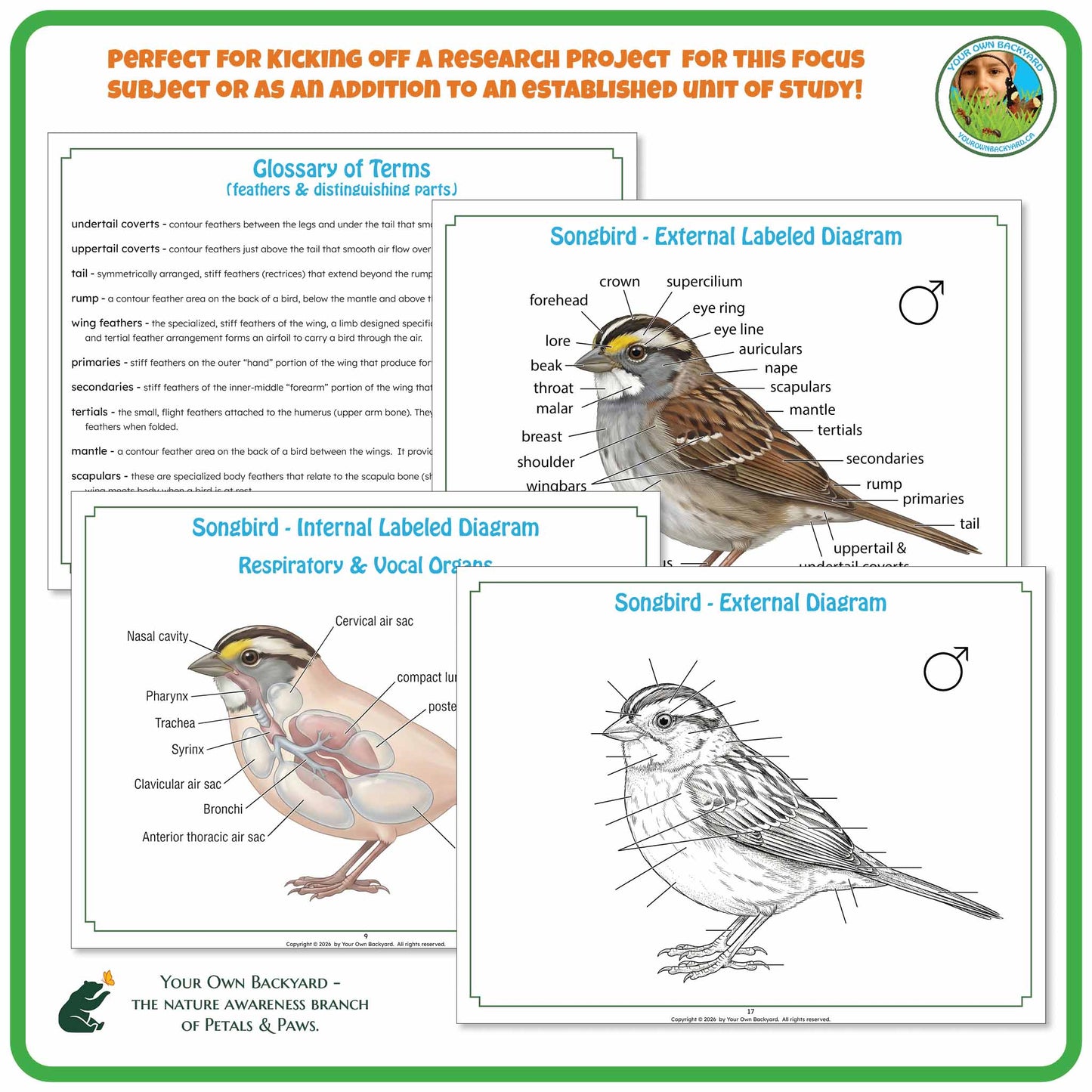 Songbird Anatomy - Labeling Diagrams for Grades 6-8