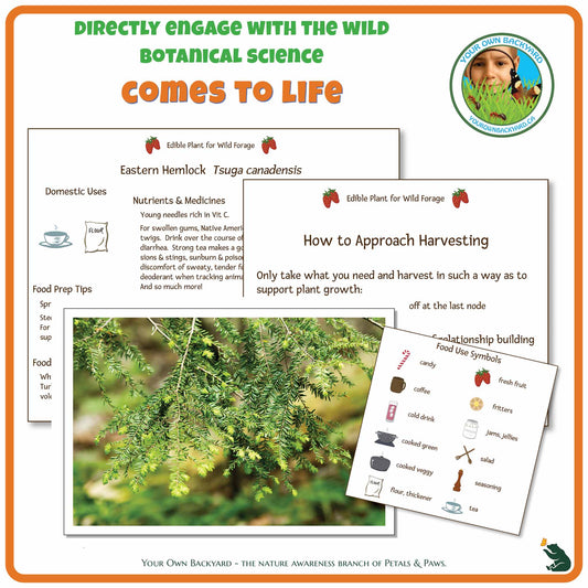 Internal pages of Eastern Hemlock (tree) Wild Edibles Guide to demonstrate the educational value of this pdf download and printable product. Includes a photograph of the real plant.