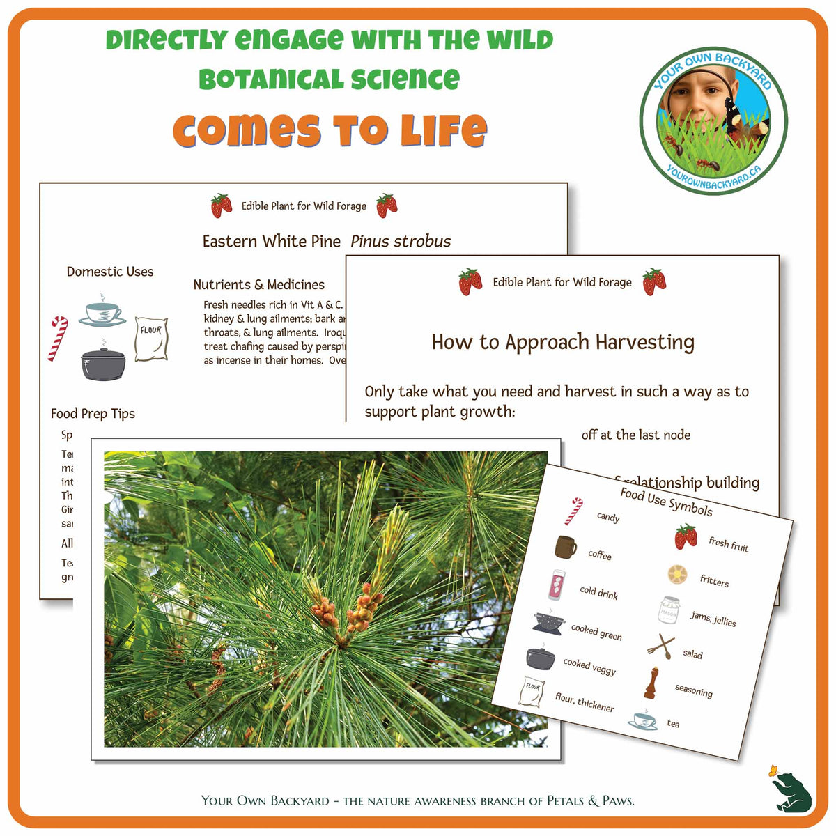 Internal pages of Eastern White Pine Wild Edibles Guide to demonstrate the educational value of this pdf download and printable product. Includes a photograph of the real plant.