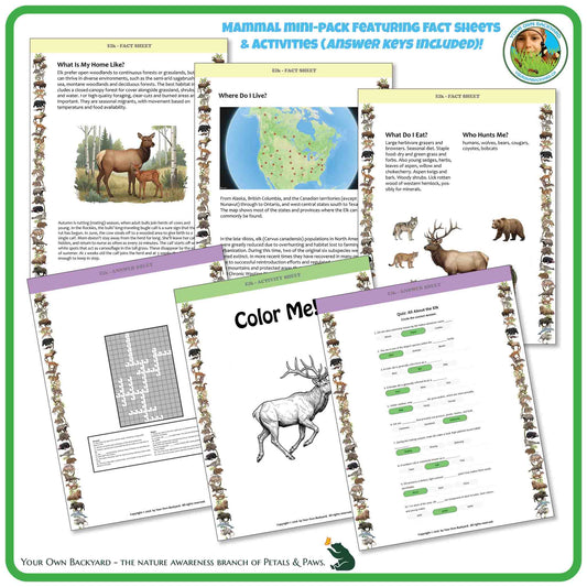 Internal pages of, 'All About Mammals - the Elk' downloadable PDF product, an elementary-level unit by Your Own Backyard | Petals & Paws. Pages include natural history fact sheets and various printable worksheets.