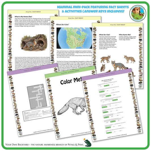 Internal pages of, 'All About Mammals - the Gray Fox' downloadable PDF product, an elementary-level unit by Your Own Backyard | Petals & Paws. Pages include natural history fact sheets and various printable worksheets.