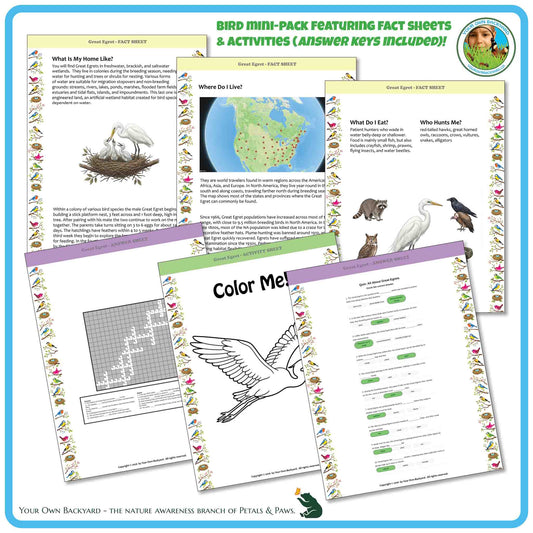 Internal pages of, 'All About Birds - the Great Egret' downloadable PDF product, an elementary-level unit by Your Own Backyard | Petals & Paws. Pages include natural history fact sheets and various printable worksheets.