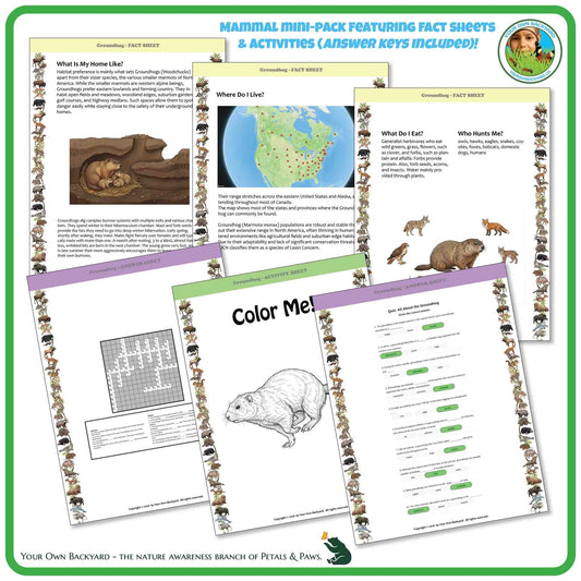 Internal pages of, 'All About Mammals - the Groundhog' downloadable PDF product, an elementary-level unit by Your Own Backyard | Petals & Paws. Pages include natural history fact sheets and various printable worksheets.