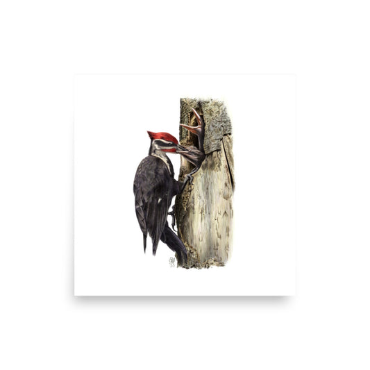 Museum-quality 10x10 print of The Hungry Hour, depicting a father Pileated Woodpecker feeding two nestlings at their nest cavity. Illustrated by Suzanne Matheson, 2017.