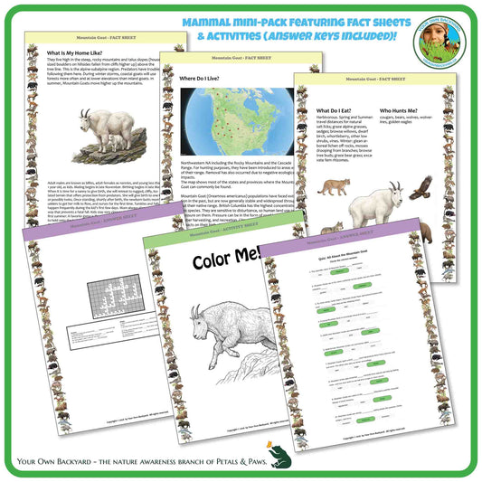 Internal pages of, 'All About Mammals - the Mountain Goat' downloadable PDF product, an elementary-level unit by Your Own Backyard | Petals & Paws. Pages include natural history fact sheets and various printable worksheets.