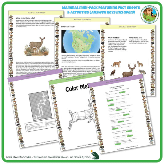 Internal pages of, 'All About Mammals - the Mule Deer' downloadable PDF product, an elementary-level unit by Your Own Backyard | Petals & Paws. Pages include natural history fact sheets and various printable worksheets.
