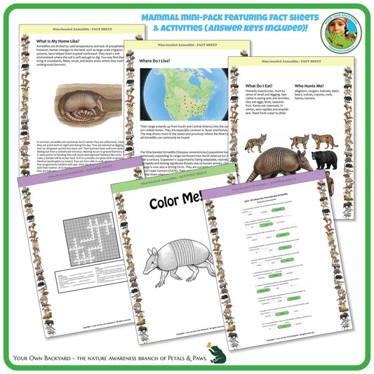 Internal pages of, 'All About Mammals - the Nine-banded Armadillo' downloadable PDF product, an elementary-level unit by Your Own Backyard | Petals & Paws. Pages include natural history fact sheets and various printable worksheets.