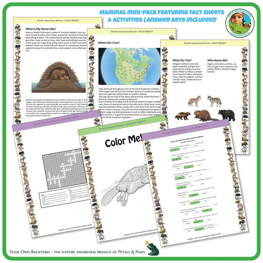 Internal pages of, 'All About Mammals - the North American Beaver' downloadable PDF product, an elementary-level unit by Your Own Backyard | Petals & Paws. Pages include natural history fact sheets and various printable worksheets.