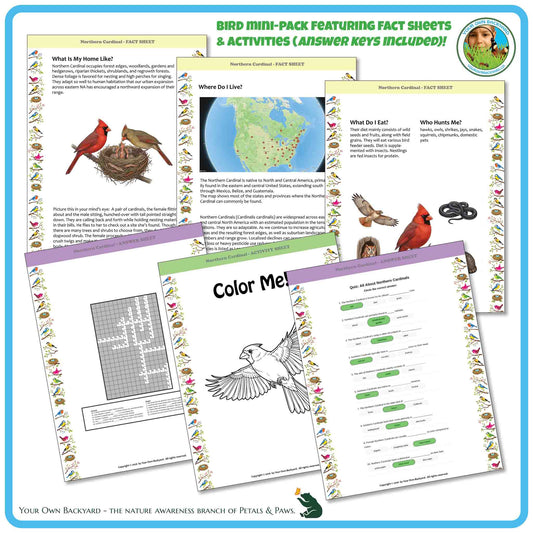 Internal pages of, 'All About Birds - the Northern Cardinal' downloadable PDF product, an elementary-level unit by Your Own Backyard | Petals & Paws. Pages include natural history fact sheets and various printable worksheets.