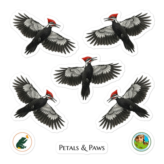 Product mock-up of a 5.5 x 5.5 inch kiss-cut sticker sheet featuring five realistically illustrated male Pileated Woodpecker with wings outstretched. Petals & Paws and Your Own Backyard stickers are also included.
