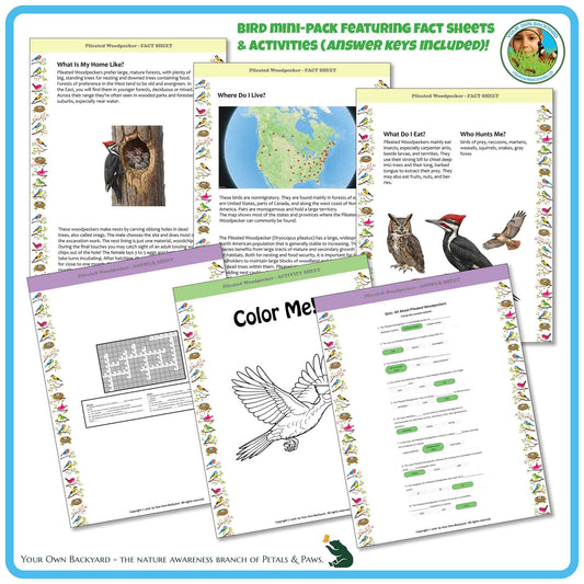 Internal pages of, 'All About Birds - the Pileated Woodpecker' downloadable PDF product, an elementary-level unit by Your Own Backyard | Petals & Paws. Pages include natural history fact sheets and various printable worksheets.