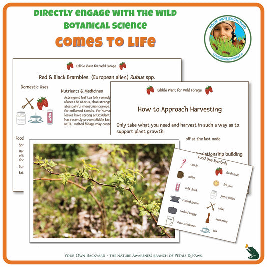 Internal pages of Red & Black Brambles Wild Edibles Guide to demonstrate the educational value of this pdf download and printable product. Includes a photograph of the real plant.