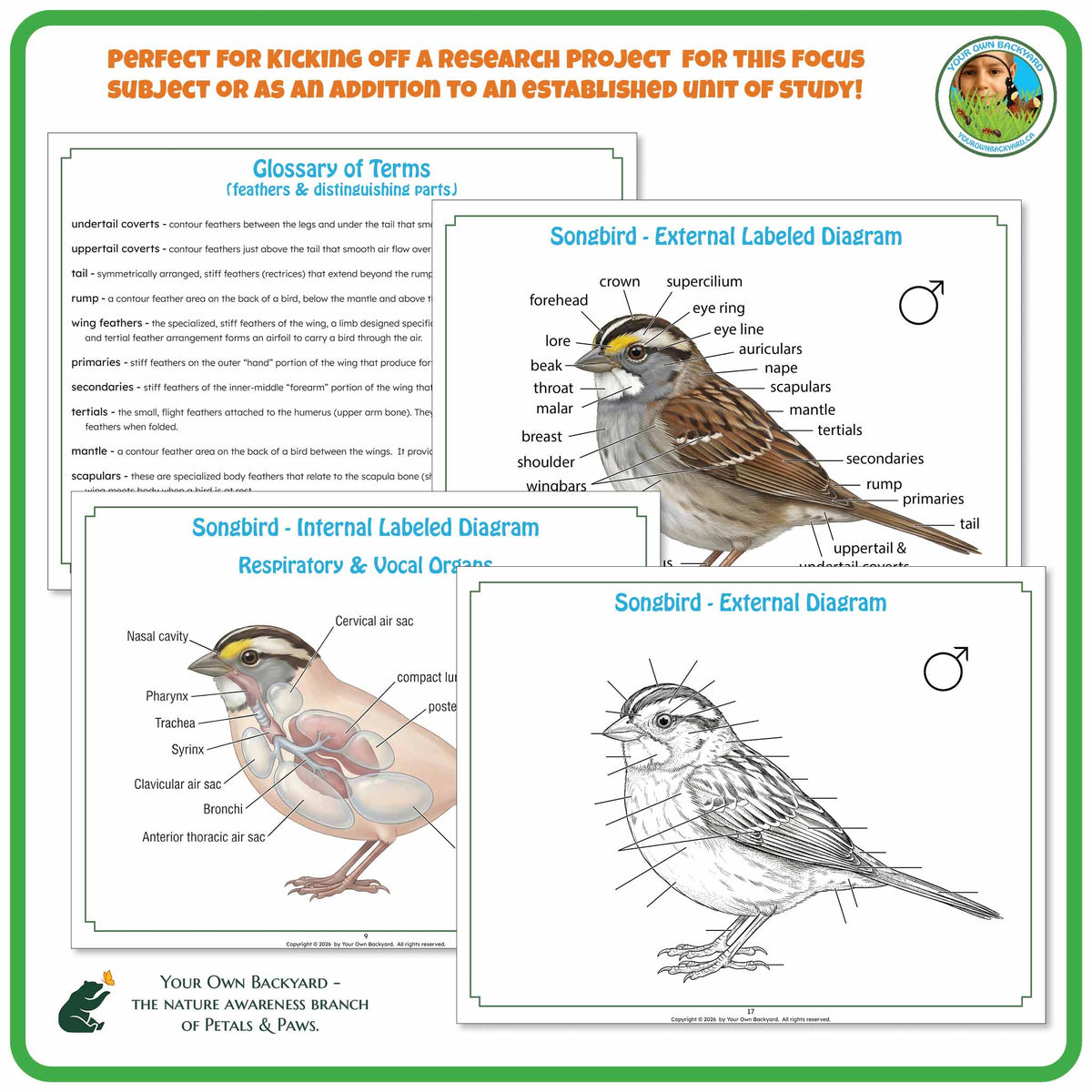 "Perfect for" text at the top to help teachers with how-to-use. Your Own Backyard logo in the top right corner. Sample pages of glossary and label key and non-labeled diagrams. "Your Own Backyard - The Nature Awareness Branch of Petals & Paws" in the bottom left corner.