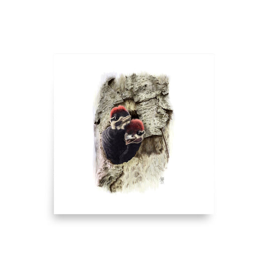 Museum-quality 10x10 print of Two at the Door, depicting two nestling Pileated Woodpeckers crowding at their nest cavity entrance. Illustrated by Suzanne Matheson, 2017.