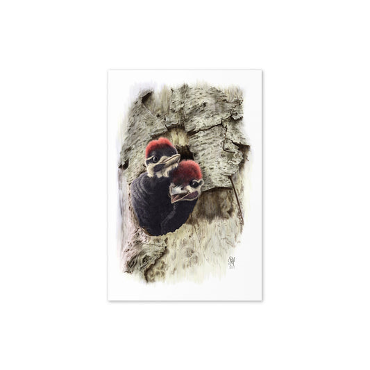 Product mockup flat-lay of 4x6 card, Two at the Door. Depicts two nestling Pileated Woodpeckers crowding at their nest cavity entrance. Illustrated by Suzanne Matheson, 2017.