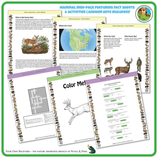Internal pages of, 'All About Mammals - the White-tailed Deer' downloadable PDF product, an elementary-level unit by Your Own Backyard | Petals & Paws. Pages include natural history fact sheets and various printable worksheets.