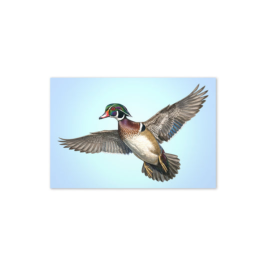 Product mockup flat-lay of Wood Duck Greeting Card, with a realistic flying duck against a clear blue sky.