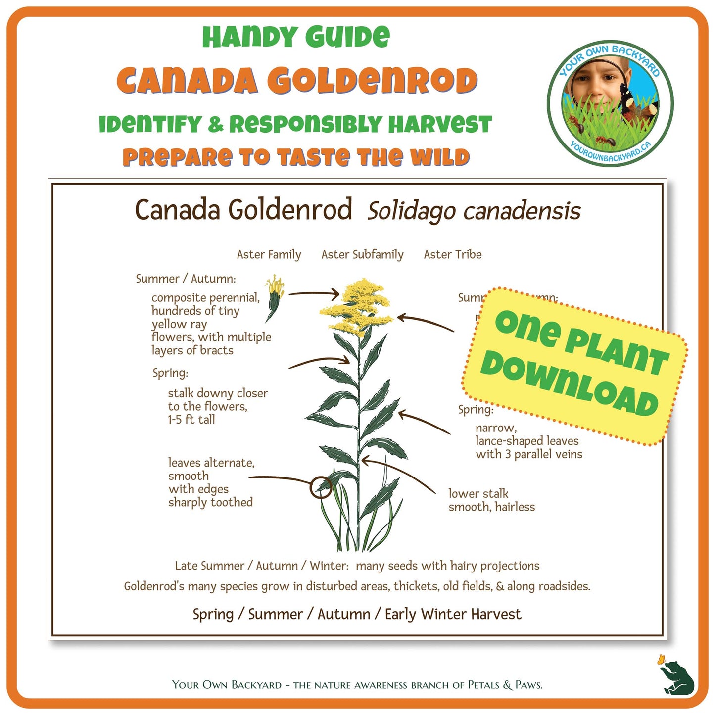 Canada Goldenrod Wild Edibles Guide
