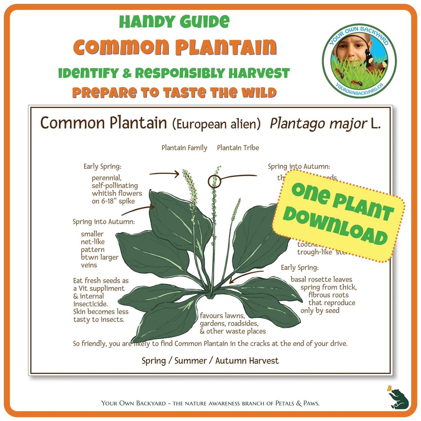 Common Plantain Wild Edibles Guide