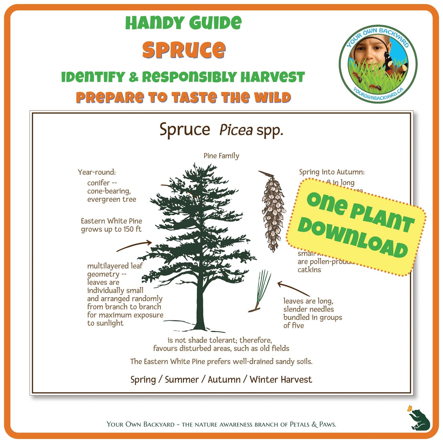 Spruce Wild Edibles Guide