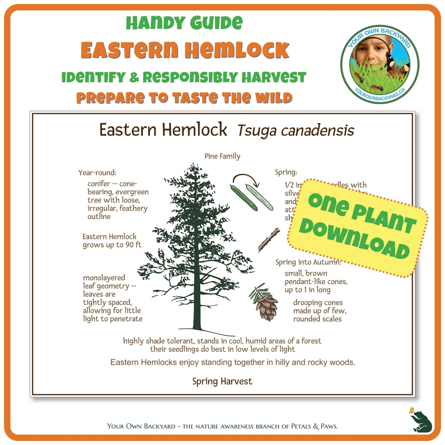 Eastern Hemlock Wild Edibles Guide