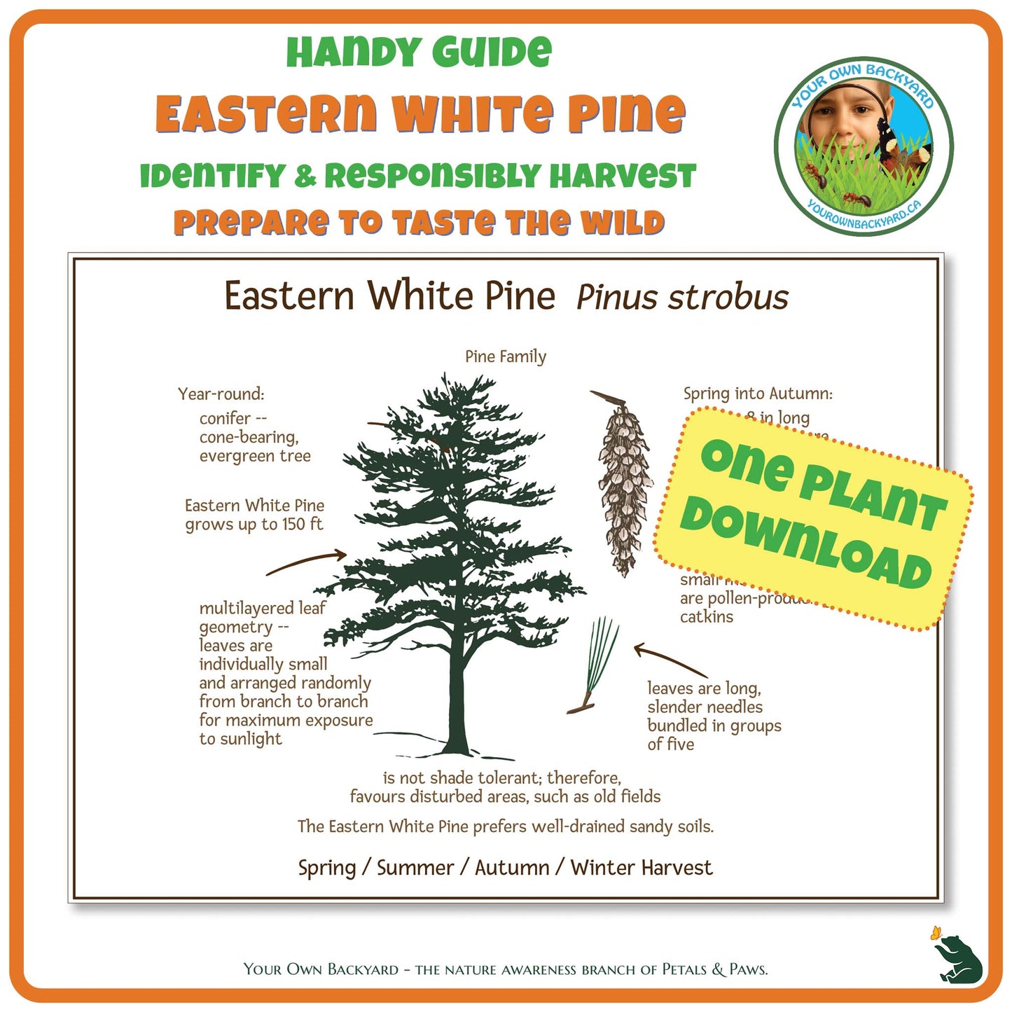 Eastern White Pine Wild Edibles Guide