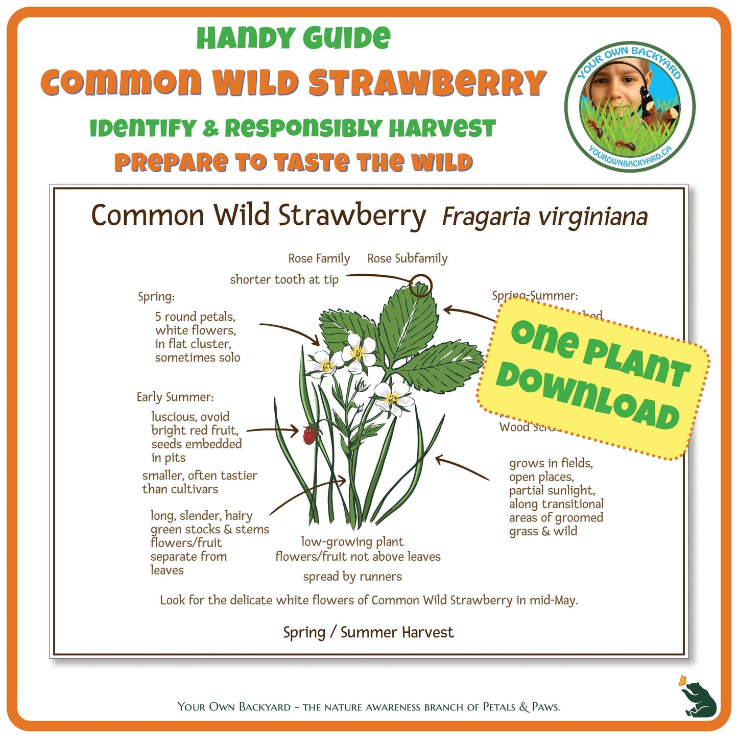Common Wild Strawberry Wild Edibles Guide