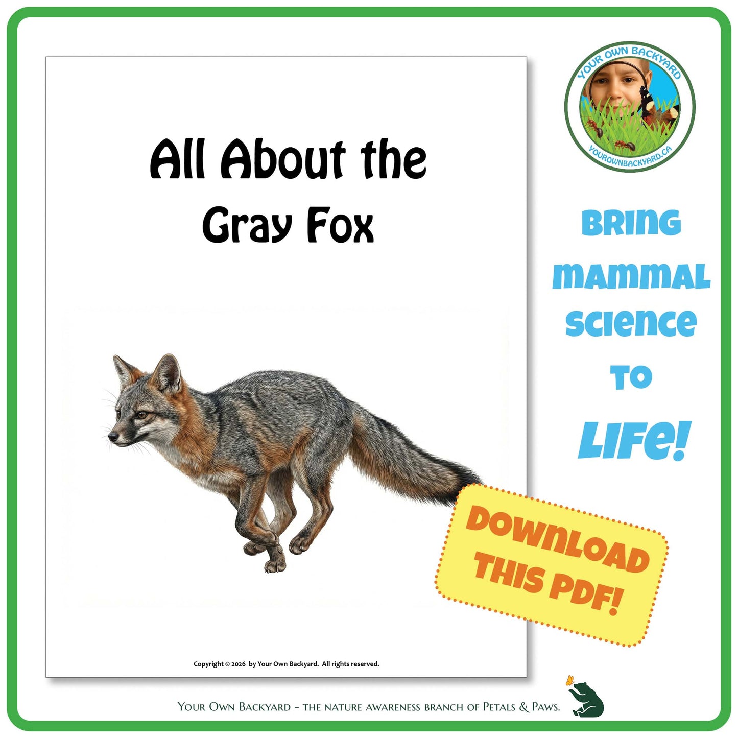 Book cover of 'All About the Gray Fox' with a gray fox illustration and promotional text.