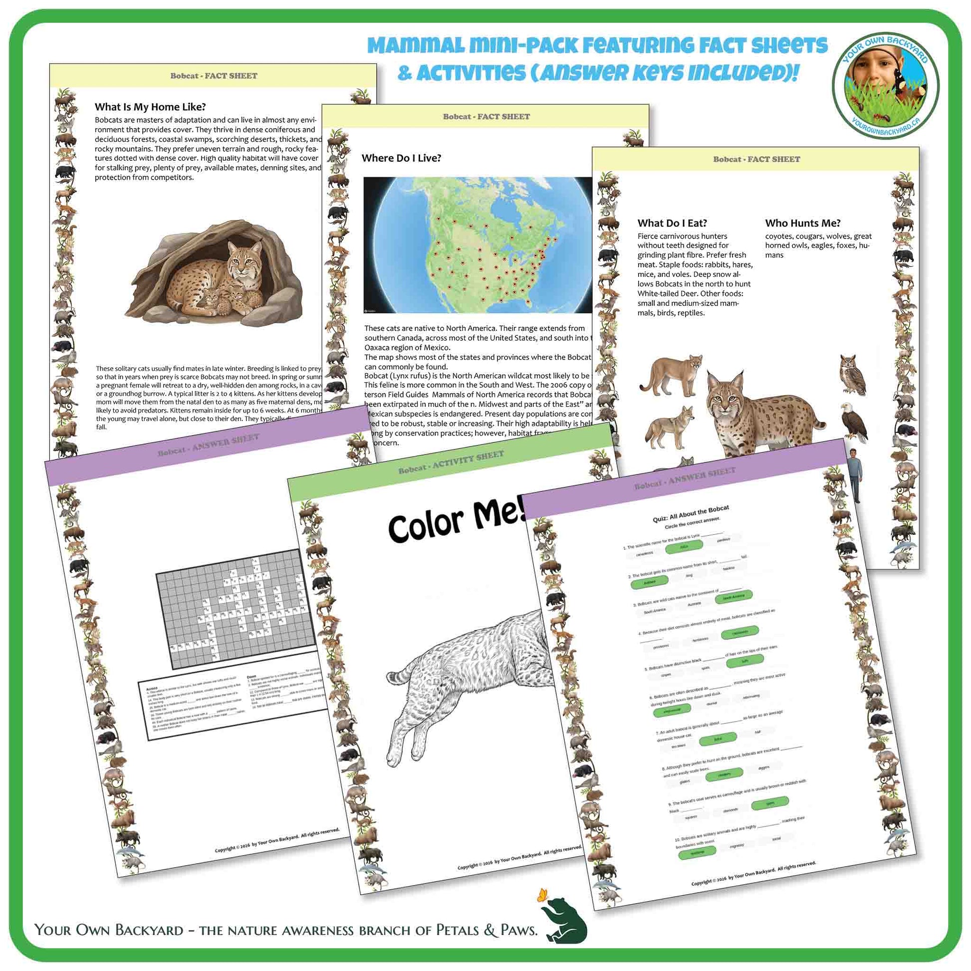 Education Bobcat fact sheets, crossword, quiz & colouring page for elementary-aged kids.