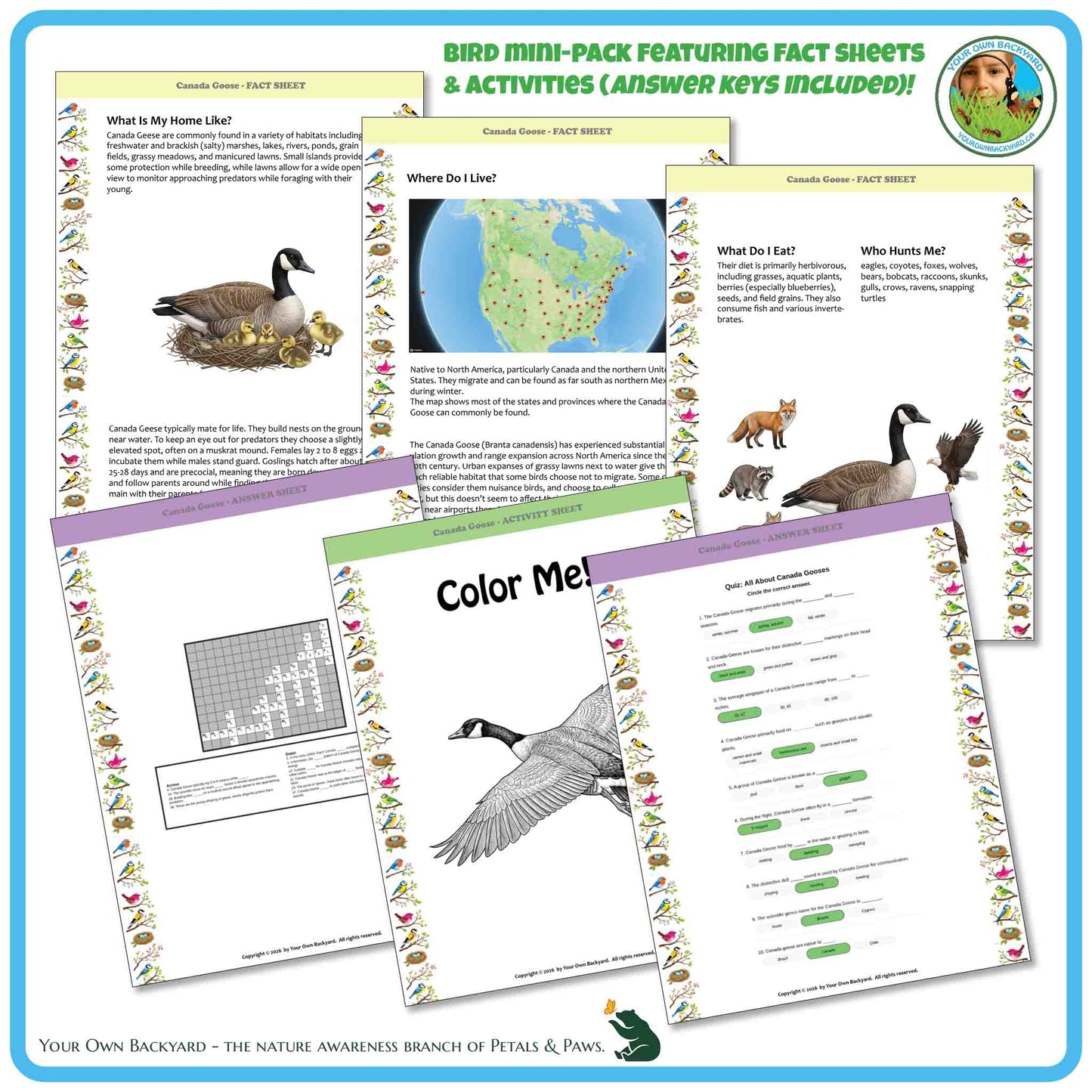 Educational materials on a white background with text and graphics about Canada Geese.