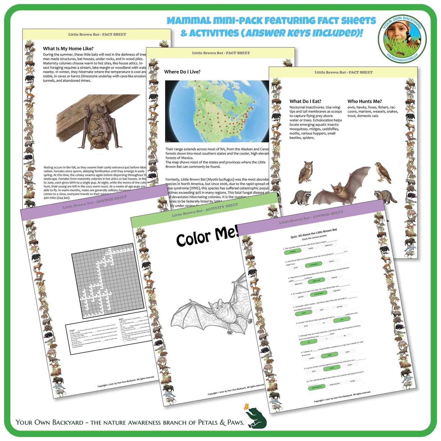 Educational materials on bats including fact sheets and activities with a bat illustration.