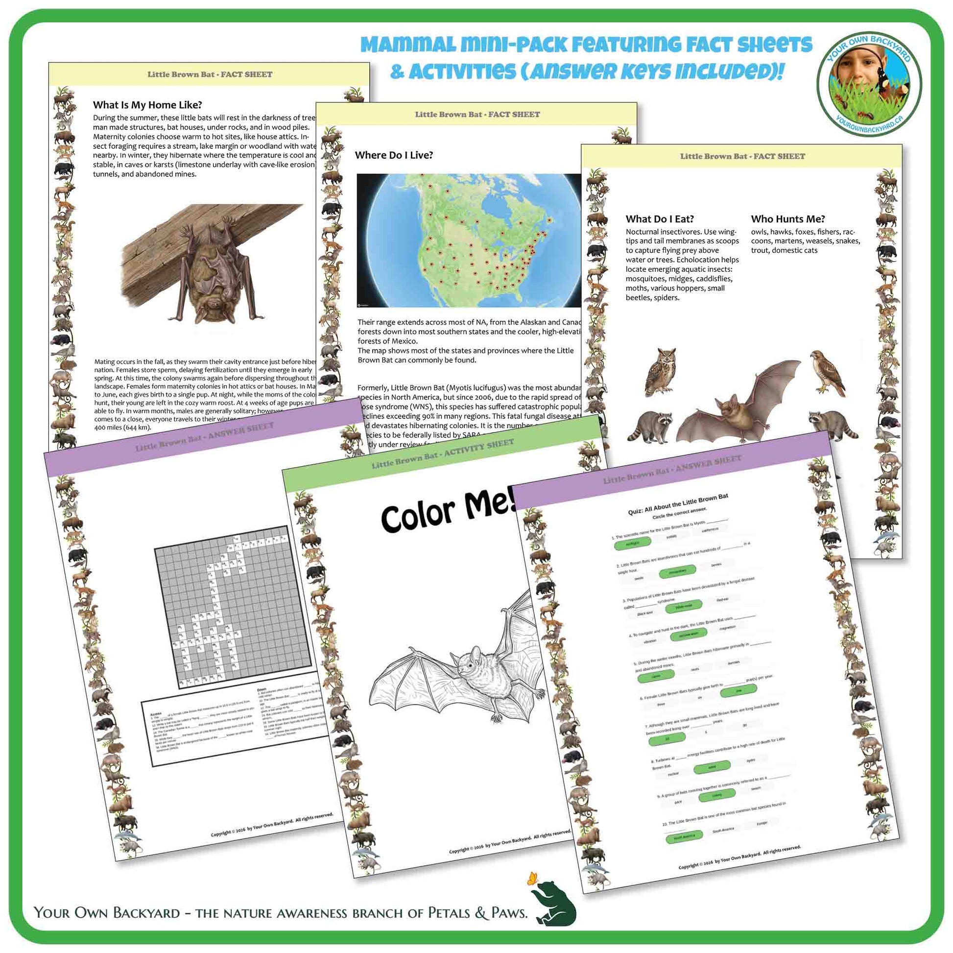 Educational materials on bats including fact sheets and activities with a bat illustration.