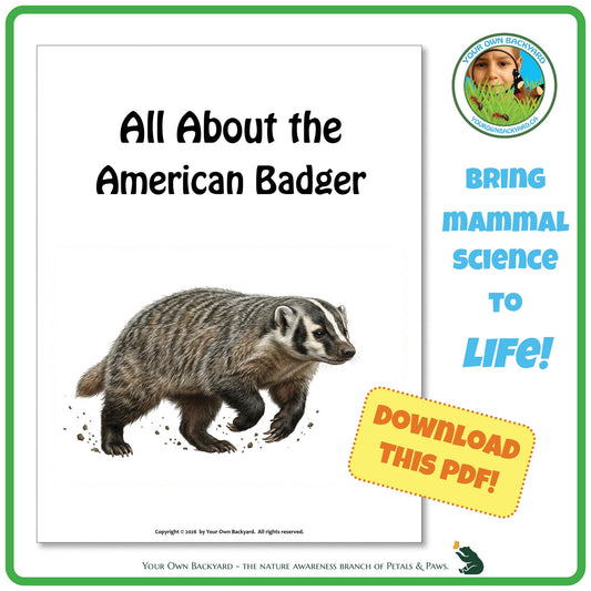 Product image for downloadable PDF, 'All About Mammals - the American Badger', an elementary-level unit study product by Your Own Backyard | Petals & Paws.